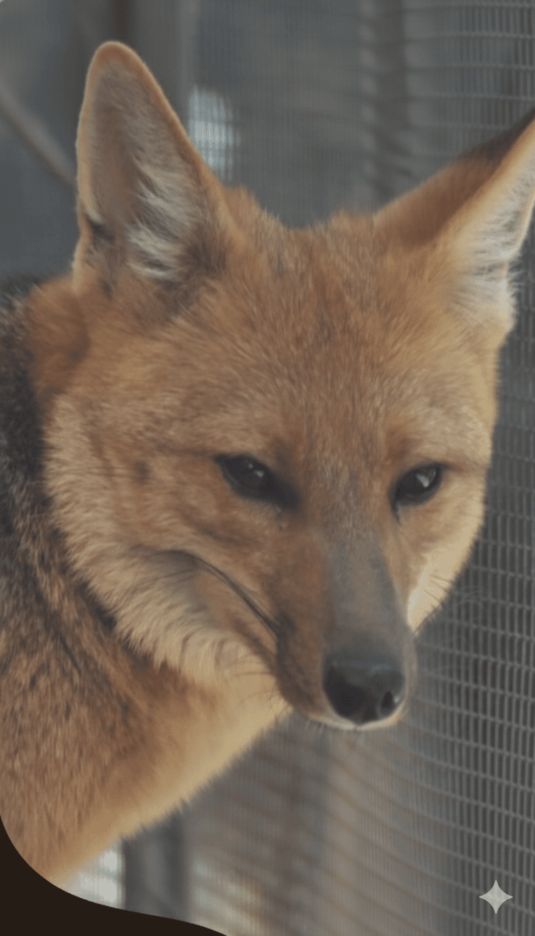 Madrina del zorro andino