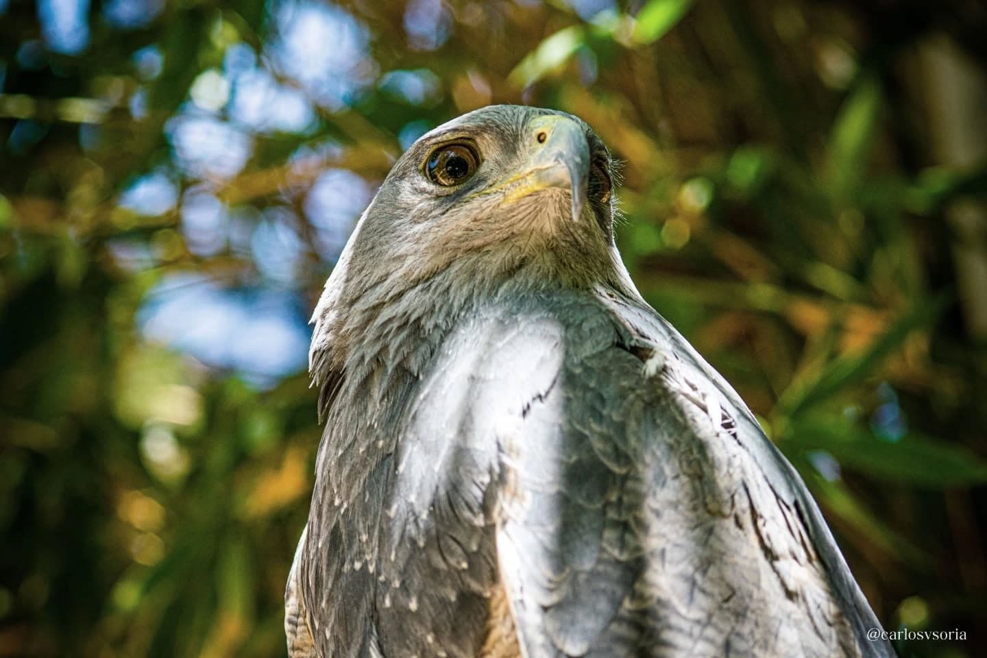 Geranoaetus melanoleucus