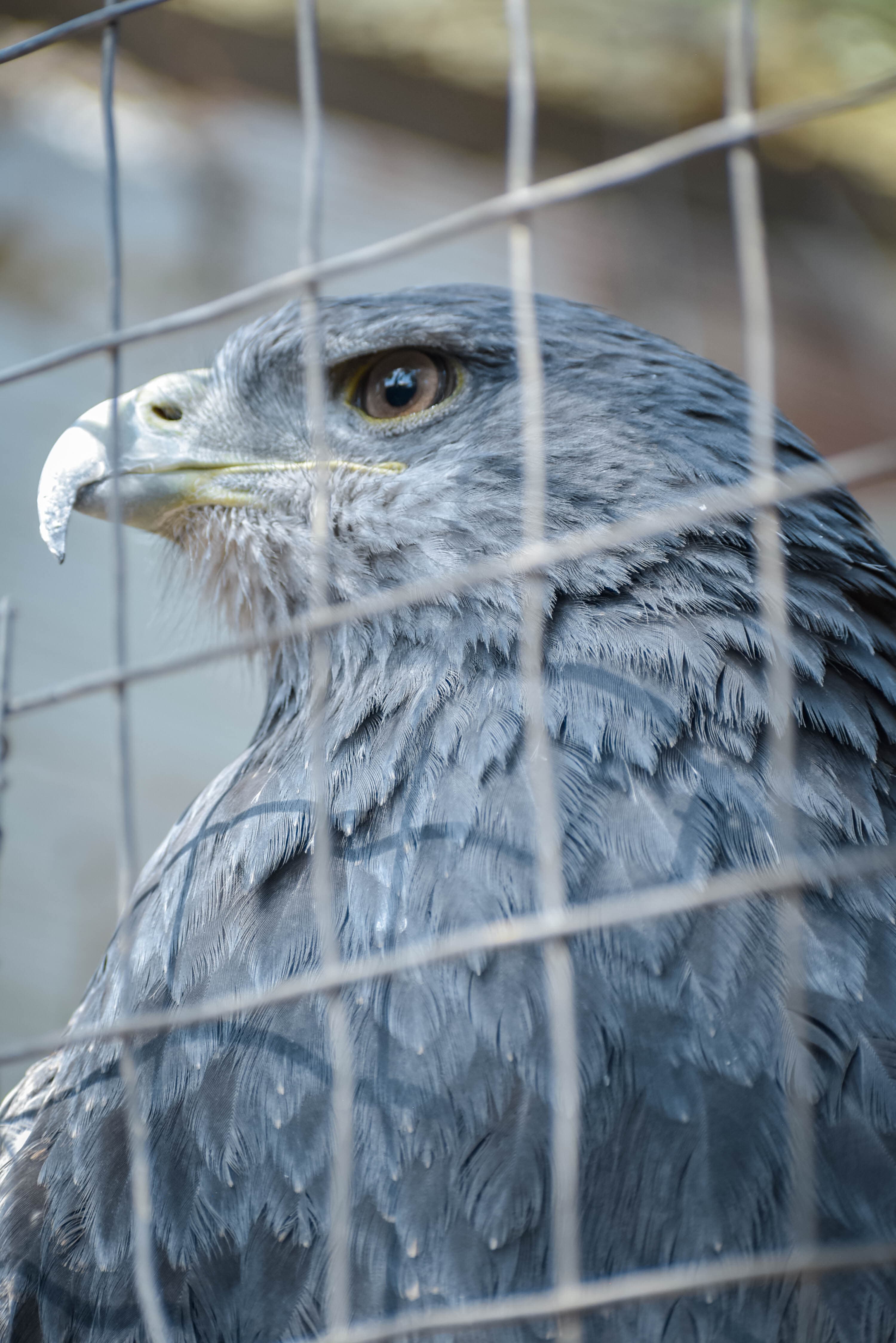 Aguila mora enjaulada