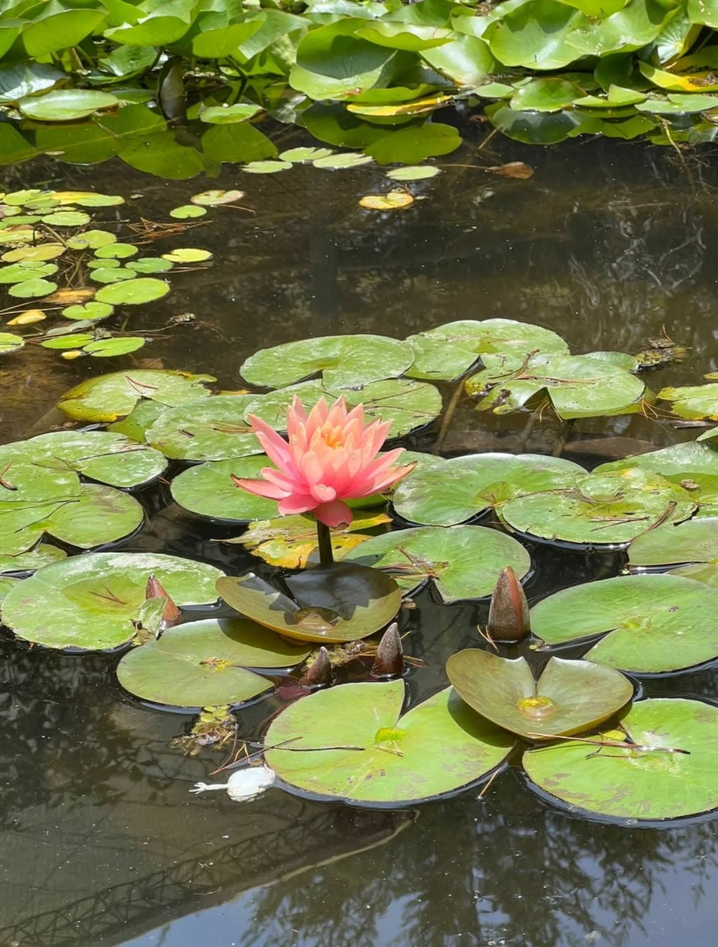 Colección de suculentas